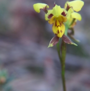 Diuris sulphurea at Nicholls, ACT - suppressed