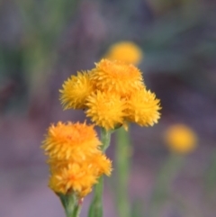 Chrysocephalum apiculatum (Common Everlasting) at Nicholls, ACT - 25 Oct 2015 by gavinlongmuir