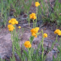 Chrysocephalum apiculatum at Nicholls, ACT - 25 Oct 2015