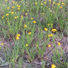 Chrysocephalum apiculatum at Nicholls, ACT - 25 Oct 2015