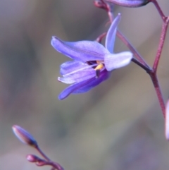 Dianella revoluta var. revoluta (Black-Anther Flax Lily) at Percival Hill - 25 Oct 2015 by gavinlongmuir