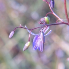 Dianella revoluta var. revoluta at Crace, ACT - 25 Oct 2015 03:55 PM