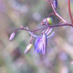 Dianella revoluta var. revoluta at Crace, ACT - 25 Oct 2015