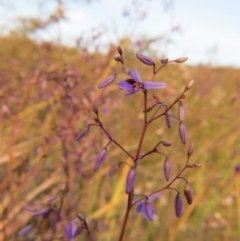 Dianella revoluta var. revoluta at Crace, ACT - 25 Oct 2015 03:55 PM