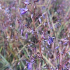 Dianella revoluta var. revoluta at Crace, ACT - 25 Oct 2015 03:55 PM