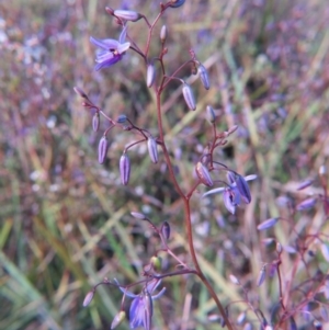 Dianella revoluta var. revoluta at Crace, ACT - 25 Oct 2015