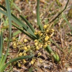 Lomandra filiformis subsp. coriacea (Wattle Matrush) at Crace, ACT - 7 Nov 2015 by gavinlongmuir