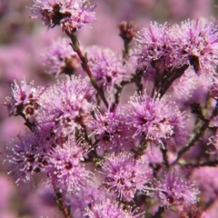 Kunzea parvifolia (Violet Kunzea) at Nicholls, ACT - 18 Oct 2015 by gavinlongmuir