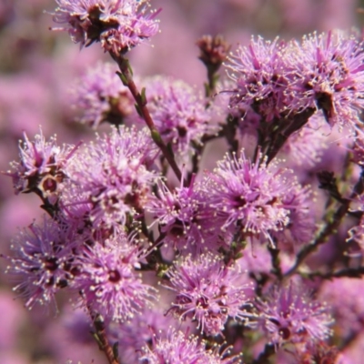 Kunzea parvifolia (Violet Kunzea) at Nicholls, ACT - 18 Oct 2015 by gavinlongmuir