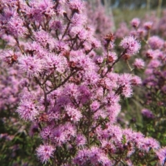 Kunzea parvifolia at Nicholls, ACT - 18 Oct 2015 01:45 PM