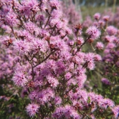 Kunzea parvifolia at Nicholls, ACT - 18 Oct 2015