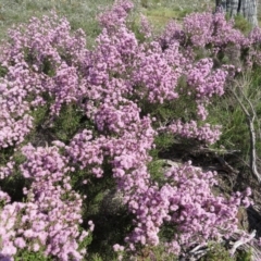 Kunzea parvifolia at Nicholls, ACT - 18 Oct 2015