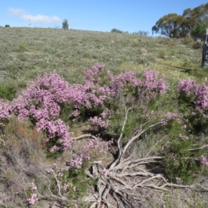 Kunzea parvifolia at Nicholls, ACT - 18 Oct 2015 01:45 PM