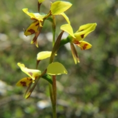 Diuris sulphurea (Tiger Orchid) at Nicholls, ACT - 18 Oct 2015 by gavinlongmuir