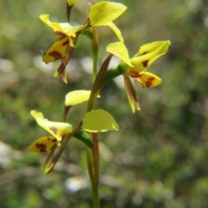 Diuris sulphurea at Nicholls, ACT - 18 Oct 2015