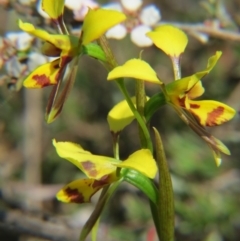 Diuris sulphurea at Nicholls, ACT - suppressed