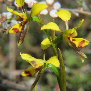 Diuris sulphurea at Nicholls, ACT - 18 Oct 2015