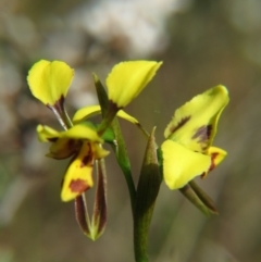 Diuris sulphurea at Nicholls, ACT - suppressed