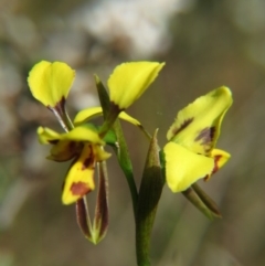 Diuris sulphurea at Nicholls, ACT - 18 Oct 2015