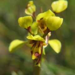 Diuris sulphurea at Nicholls, ACT - 18 Oct 2015