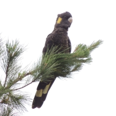 Zanda funerea (Yellow-tailed Black-Cockatoo) at Chisholm, ACT - 11 Nov 2015 by MichaelBedingfield