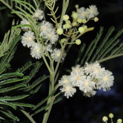 Acacia mearnsii (Black Wattle) at Chisholm, ACT - 11 Nov 2015 by MichaelBedingfield