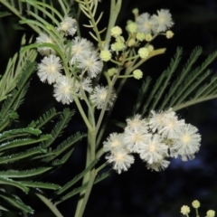 Acacia mearnsii (Black Wattle) at Chisholm, ACT - 11 Nov 2015 by michaelb