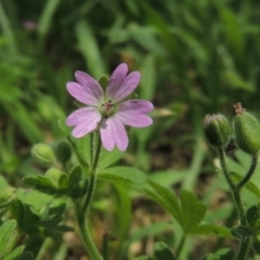 Geranium molle subsp. molle (Cranesbill Geranium) at Pollinator-friendly garden Conder - 10 Nov 2015 by michaelb