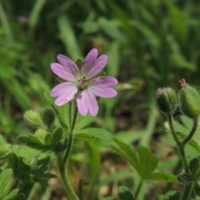 Geranium molle subsp. molle (Cranesbill Geranium) at Conder, ACT - 10 Nov 2015 by MichaelBedingfield