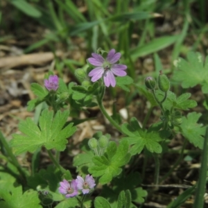 Geranium molle subsp. molle at Conder, ACT - 10 Nov 2015