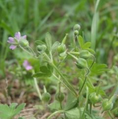 Geranium molle subsp. molle at Conder, ACT - 10 Nov 2015