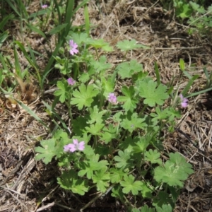 Geranium molle subsp. molle at Conder, ACT - 10 Nov 2015