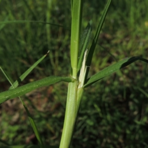 Cenchrus clandestinus at Bonython, ACT - 6 Nov 2015