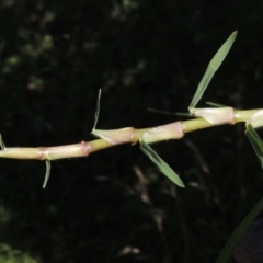 Cenchrus clandestinus at Bonython, ACT - 6 Nov 2015