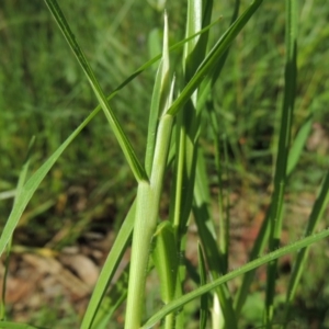 Cenchrus clandestinus at Bonython, ACT - 6 Nov 2015