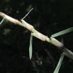 Cenchrus clandestinus at Bonython, ACT - 6 Nov 2015