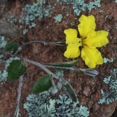 Goodenia hederacea (Ivy Goodenia) at Googong, NSW - 13 Nov 2015 by Wandiyali