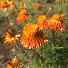 Xerochrysum viscosum (Sticky Everlasting) at Mount Majura - 8 Nov 2015 by AaronClausen