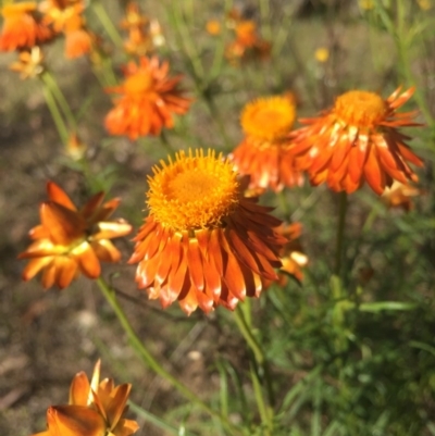 Xerochrysum viscosum (Sticky Everlasting) at Mount Majura - 8 Nov 2015 by AaronClausen