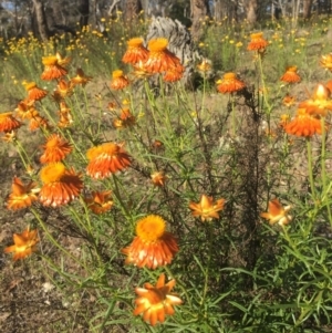 Xerochrysum viscosum at Majura, ACT - 8 Nov 2015