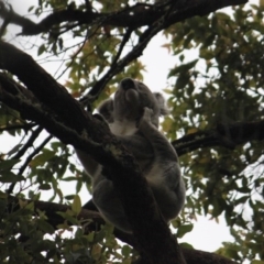 Phascolarctos cinereus (Koala) at Ellenborough, NSW - 8 Nov 2015 by hmoorcroft