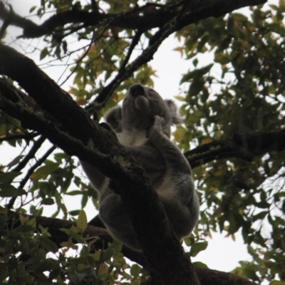 Phascolarctos cinereus (Koala) at Ellenborough, NSW - 8 Nov 2015 by hmoorcroft