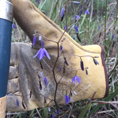 Dianella revoluta var. revoluta (Black-Anther Flax Lily) at Bungendore, NSW - 13 Nov 2015 by yellowboxwoodland