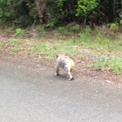 Phascolarctos cinereus (Koala) at Ellenborough, NSW - 10 Nov 2015 by hmoorcroft