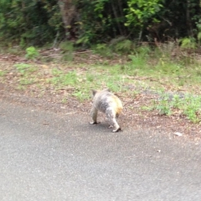 Phascolarctos cinereus (Koala) at Ellenborough, NSW - 9 Nov 2015 by hmoorcroft