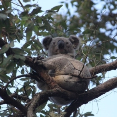 Phascolarctos cinereus (Koala) at Ellenborough, NSW - 9 Nov 2015 by hmoorcroft