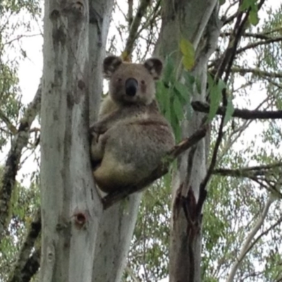 Phascolarctos cinereus (Koala) at Ellenborough, NSW - 14 Nov 2015 by hmoorcroft