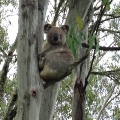 Phascolarctos cinereus (Koala) at Ellenborough, NSW - 13 Nov 2015 by hmoorcroft