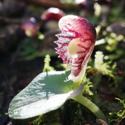 Corysanthes grumula (Stately helmet orchid) at Cotter River, ACT - 23 Aug 2014 by AaronClausen