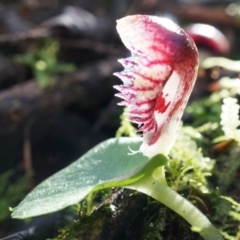 Corysanthes grumula at suppressed - 23 Aug 2014